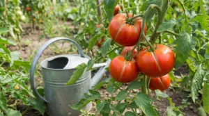 Pomodori spaccati su una pianta in un orto con un annaffiatoio sullo sfondo