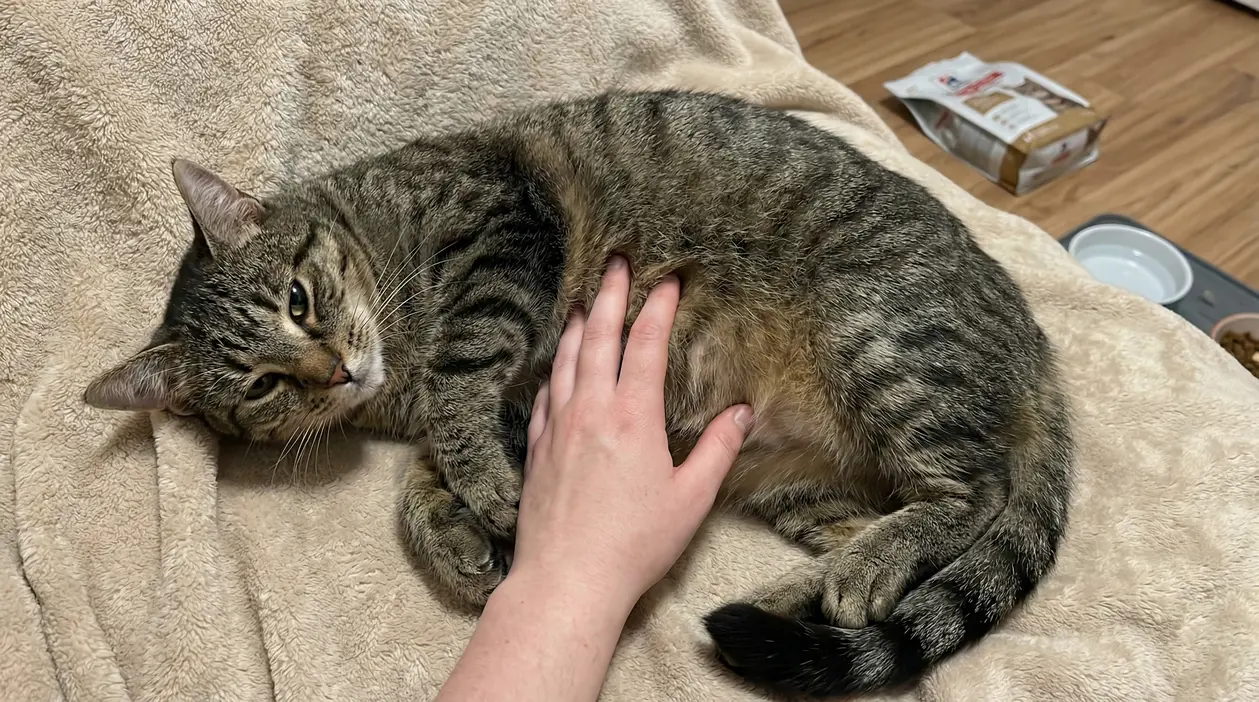 Gatto tigrato disteso su coperta mentre viene accarezzato sulla pancia