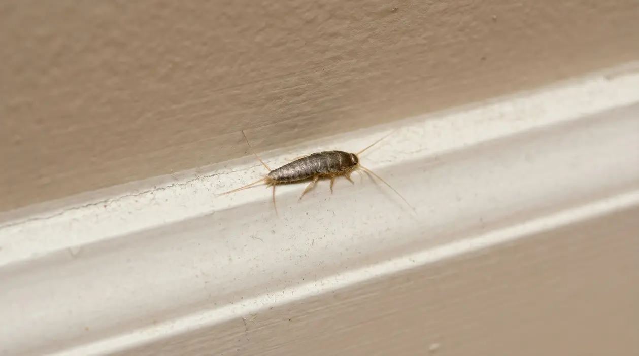 Pesciolino d'argento su un battiscopa in una casa