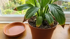 Pianta in vaso con punte delle foglie marroni vicino a una finestra