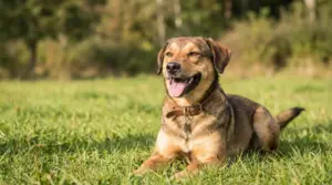 Cane sdraiato sull'erba con espressione serena e felice in una giornata di sole