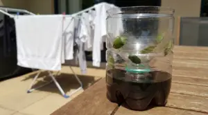 Trappola per cimici realizzata con due bottiglie di plastica su un tavolo all'aperto vicino a panni stesi