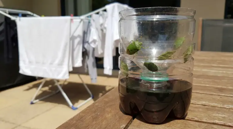 Trappola per cimici realizzata con due bottiglie di plastica su un tavolo all'aperto vicino a panni stesi